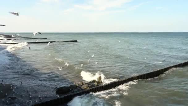 Golven van de Oostzee wassen de golfbrekers en het zandstrand op een zonnige blauwe en bewolkte dag, een kudde meeuwen op de kust en vliegt — Stockvideo