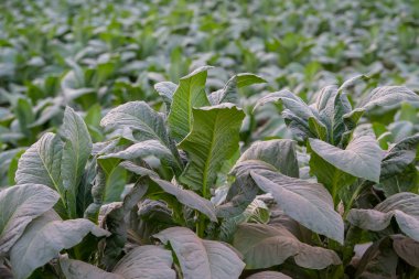 Tütün büyük yaprak bitkileri Th tütün ekim alanında büyüyen