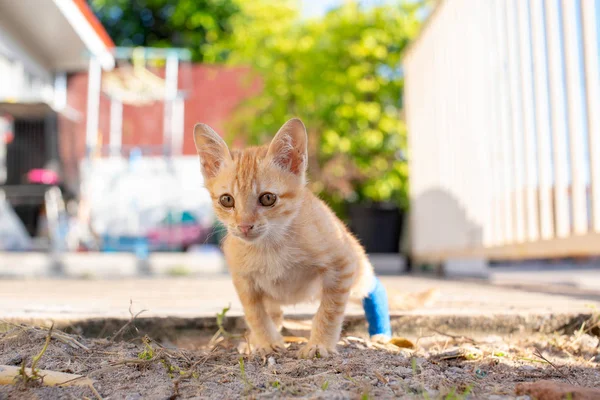 Küçük kırmızı kedi yavrusu çimenlerin üzerinde duruyor..