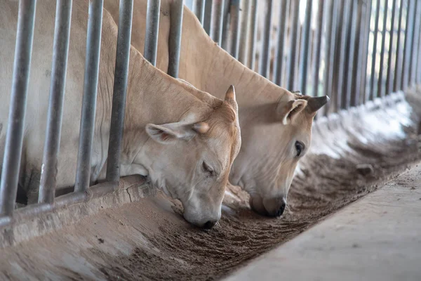 Modern çiftlik cowshed.Sağım inekler. Ev yerde kullanılır
