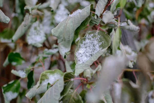 Backgroun orman ile yaprak döken ağaç dalları üzerine düşen kar