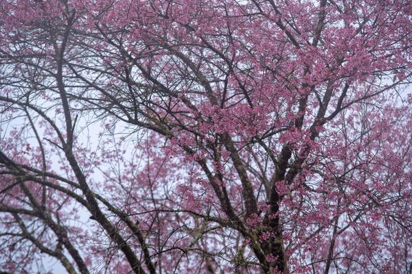 ドイ・インタノンのパフィオペディラムの花、パフのピンクの桜の花 — ストック写真