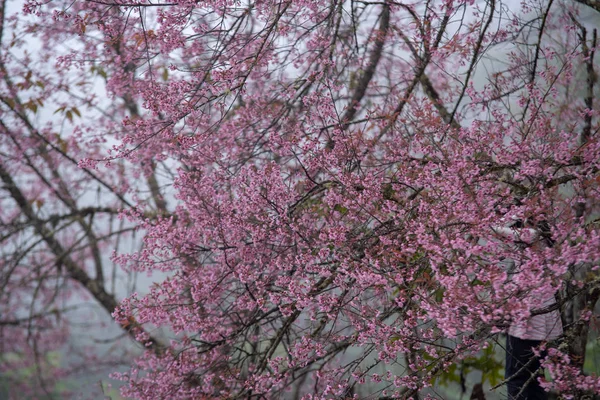 Paphiopedilum fiori a Doi Inthanon, Rosa sakura fiore a Paph — Foto Stock