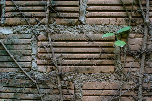 Eski duvarda bir yeşil yaprak ayrıntıları.