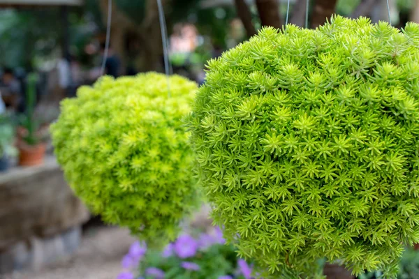 Taze Bahar Yeşil Yaprakları Eğrelti Otu Detay, Eğrelti otu tarlaları.
