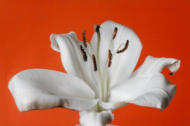beyaz zambak witn yanmış petal ve turuncu zemin üzerine izole stamens