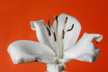beyaz zambak witn yanmış petal ve turuncu zemin üzerine izole stamens