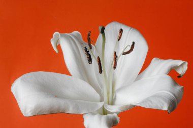 beyaz zambak witn yanmış petal ve turuncu zemin üzerine izole stamens