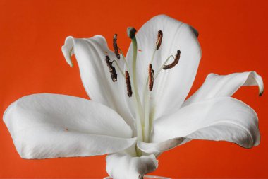 beyaz zambak witn yanmış petal ve turuncu zemin üzerine izole stamens