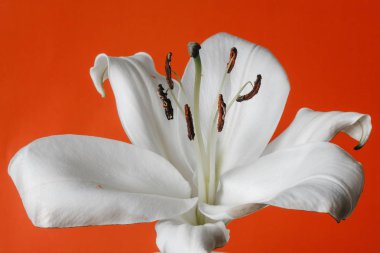 beyaz zambak witn yanmış petal ve turuncu zemin üzerine izole stamens