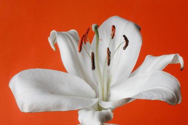 beyaz zambak witn yanmış petal ve turuncu zemin üzerine izole stamens
