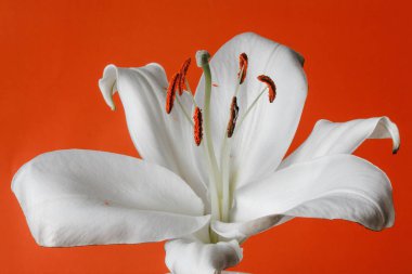 beyaz zambak witn yanmış petal ve turuncu zemin üzerine izole stamens