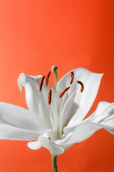 white lily isolated on orange background