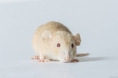 beyaz laboratuvar sıçan fare beyaz arka plan üzerinde kopya alanı izole kırmızı gözlü