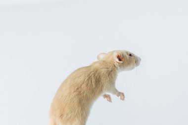 beyaz laboratuvar sıçan fare beyaz arka plan üzerinde kopya alanı izole kırmızı gözlü