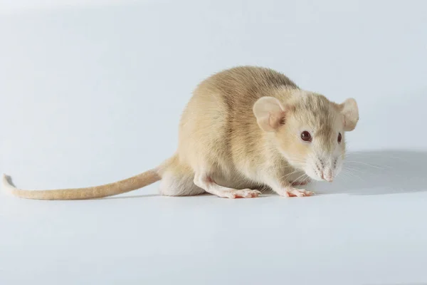 Ratón Rata Laboratorio Blanco Con Ojos Rojos Aislados Sobre Fondo —  Fotos de Stock