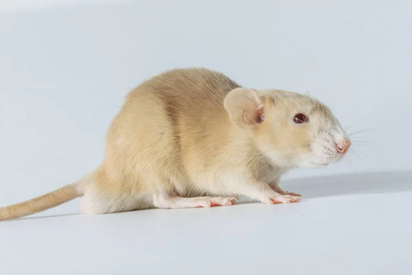 Ratón Rata Laboratorio Blanco Con Ojos Rojos Aislados Sobre Fondo —  Fotos de Stock