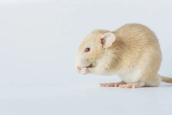 Rato Laboratório Branco Com Olhos Vermelhos Isolados Sobre Fundo Branco — Fotografia de Stock