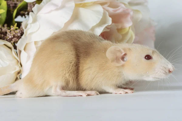 Detailní Foto Roztomilá Bílá Krysa Myši Krásné Kvetoucí Bílý Květ — Stock fotografie
