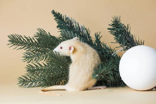 rat, pine, animal, christmas, mice, decoration, holiday, mouse, rodent, small, white, celebration, cute, winter, year, background, creature, decorated, decorative, life, fluffy, nose, wild, pets, congratulations, paws, looking, fuzzy, mood, surprise,