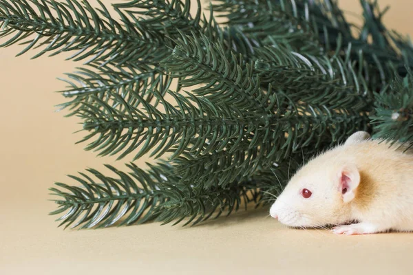 rat, pine, animal, christmas, mice, decoration, holiday, mouse, rodent, small, white, celebration, cute, winter, year, background, creature, decorated, decorative, life, fluffy, nose, wild, pets, congratulations, paws, looking, fuzzy, mood, surprise,