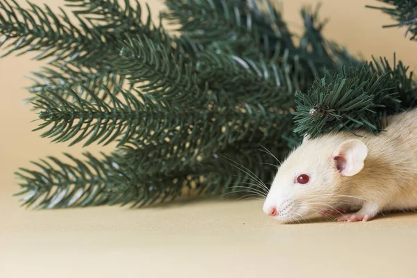rat, pine, animal, christmas, mice, decoration, holiday, mouse, rodent, small, white, celebration, cute, winter, year, background, creature, decorated, decorative, life, fluffy, nose, wild, pets, congratulations, paws, looking, fuzzy, mood, surprise,
