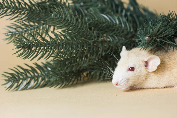 rat, pine, animal, christmas, mice, decoration, holiday, mouse, rodent, small, white, celebration, cute, winter, year, background, creature, decorated, decorative, life, fluffy, nose, wild, pets, congratulations, paws, looking, fuzzy, mood, surprise,