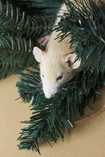 rat, pine, animal, christmas, mice, decoration, holiday, mouse, rodent, small, white, celebration, cute, winter, year, background, creature, decorated, decorative, life, fluffy, nose, wild, pets, congratulations, paws, looking, fuzzy, mood, surprise,