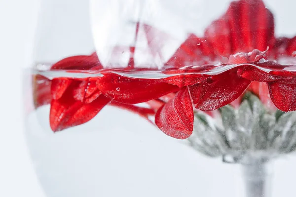 Gros plan abstrait d'une gerbera de marguerite rouge sur fond blanc — Photo