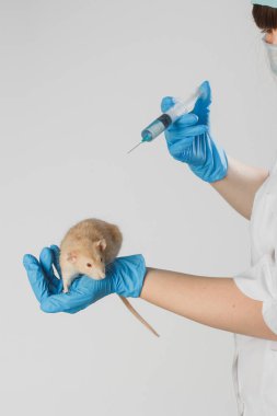 Veteriner doktoru klinikte küçük bir sıçan kontrolü yapıyor. Veteriner konsepti.