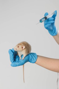 Veteriner doktoru klinikte küçük bir sıçan kontrolü yapıyor. Veteriner konsepti.