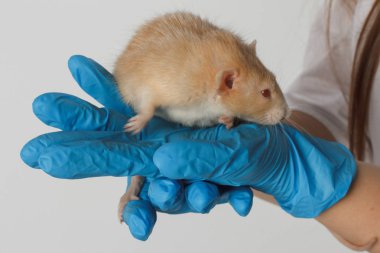 Veteriner doktoru klinikte küçük bir sıçan kontrolü yapıyor. Veteriner konsepti.