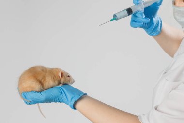 Veteriner doktoru klinikte küçük bir sıçan kontrolü yapıyor. Veteriner konsepti.