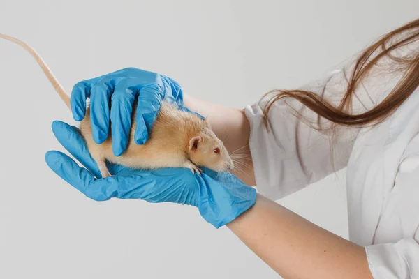 Veteriner doktoru klinikte küçük bir sıçan kontrolü yapıyor. Veteriner konsepti.