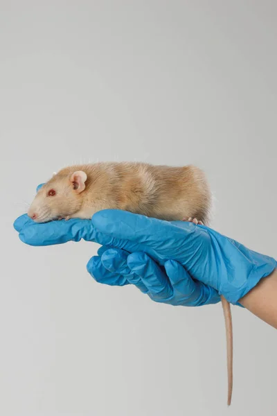 Veteriner doktoru klinikte küçük bir sıçan kontrolü yapıyor. Veteriner konsepti. — Stok fotoğraf