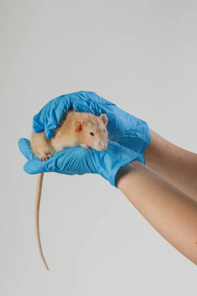 Veteriner doktoru klinikte küçük bir sıçan kontrolü yapıyor. Veteriner konsepti. — Stok fotoğraf