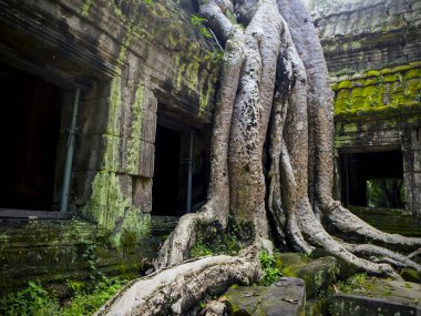 Ta balo Tapınağı, Siem Reap, Kamboçya, landmark Siem Reap, Kamboçya'da kapsayan dev ağaç kökleri. Angkor Wat Unesco Dünya Mirası listesinde yazılı. Arkeolojik muhafaza. 