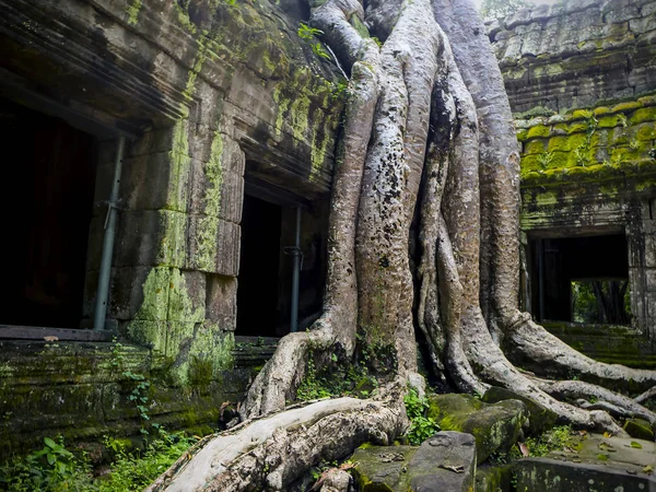 Riesige Baumwurzeln Bedecken Prom Tempel Siem Ernten Kambodscha Wahrzeichen Siem — Stockfoto
