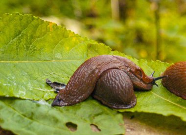 Arion ater - Arionidae aileden sümüklü böcek türü. Slug üzerindeki yaprak. Greean orman arka planda. Kopya alanı metni buraya için