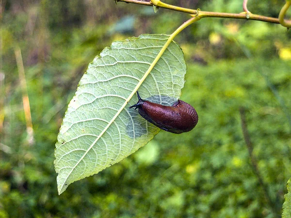 Arion ater - type of slugs from the family of Arionidae. Slug on a leaf. Greean forest on the background. Copy space for your text here