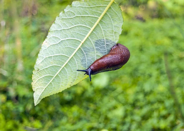 Arion ater - type of slugs from the family of Arionidae. Slug on a leaf. Greean forest on the background. Copy space for your text here