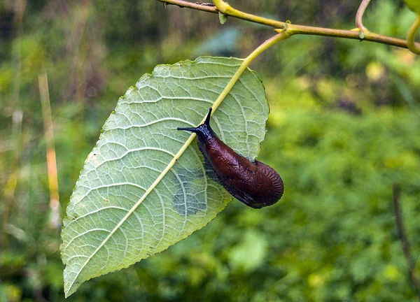 Arion ater - druh slimáci — Stock fotografie