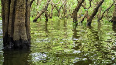 looded mangrov orman. Kamboçya