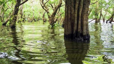 looded mangrov orman. Kamboçya