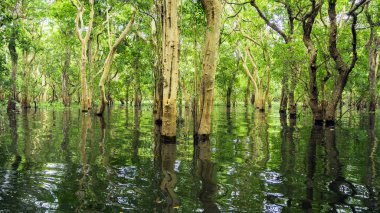 looded mangrov orman. Kamboçya