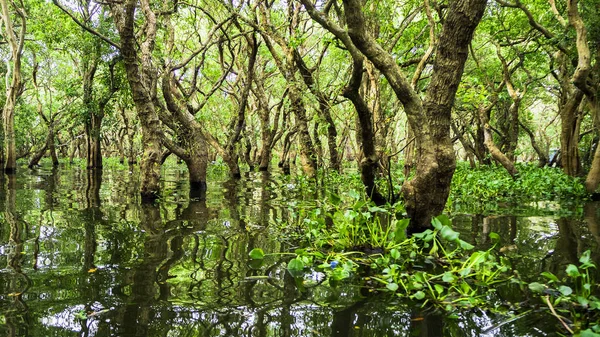 looded mangrov orman. Kamboçya