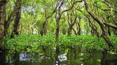 looded mangrov orman. Kamboçya