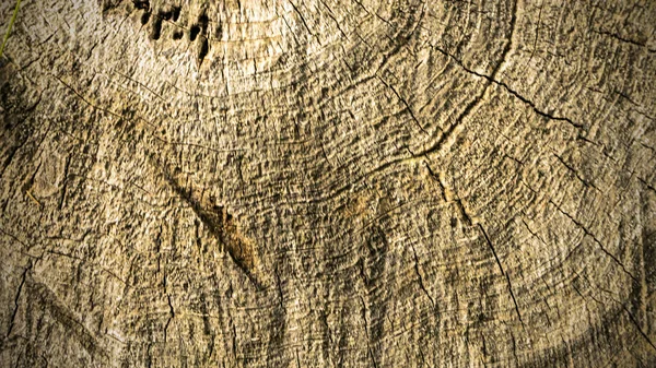 Vecchio albero ceppo texture sfondo — Foto Stock