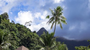 palmiye ağaçları ile kumlu plaj