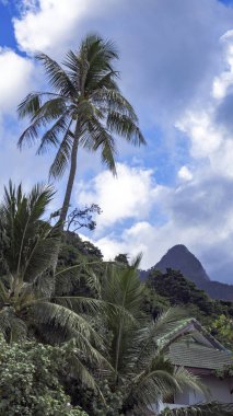 palmiye ağaçları ile kumlu plaj